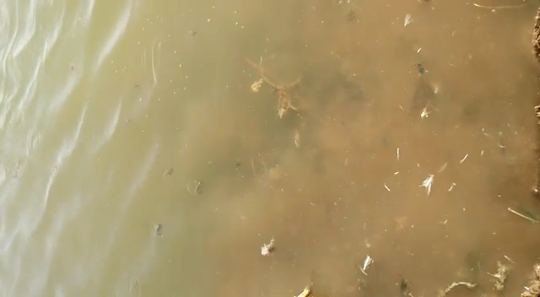 Water and fish footage