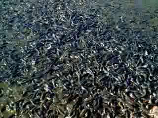 Fish and water footage